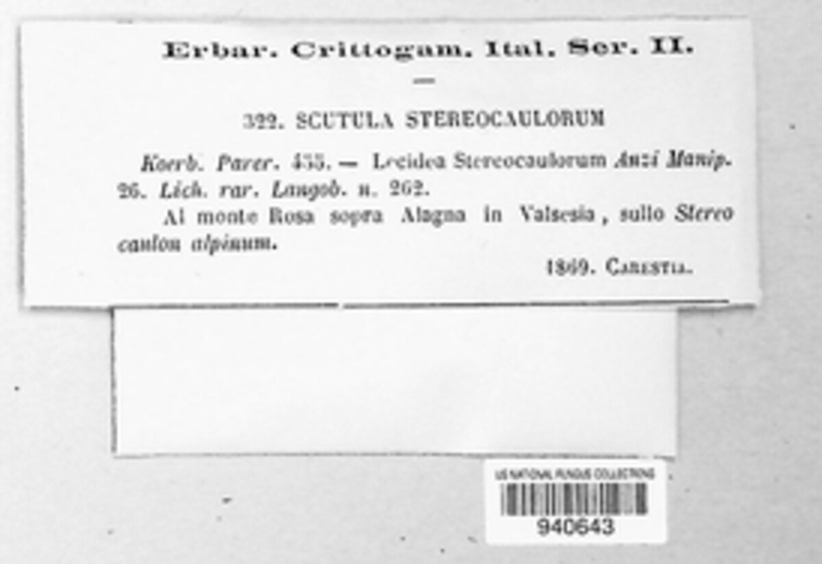 Scutula stereocaulorum image